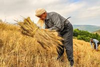 حذف تعهد ارزی برای کشاورزان از سال آینده