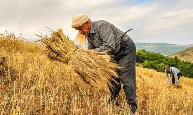 حذف تعهد ارزی برای کشاورزان از سال آینده